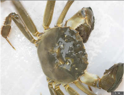 Crab King Crab King